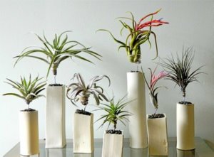 plantes-interieur-deco-tillandsia-original-idee-fleur-joli-maison (Copier)